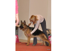 CACIB 25.11.12 058.jpg