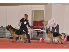 CACIB 25.11.12 059.jpg