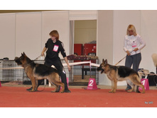 CACIB 25.11.12 060.jpg