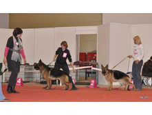 CACIB 25.11.12 061.jpg