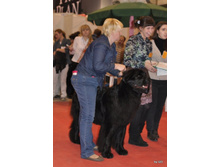 CACIB 25.11.12 066.jpg