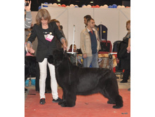 CACIB 25.11.12 067.jpg