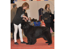 CACIB 25.11.12 068.jpg
