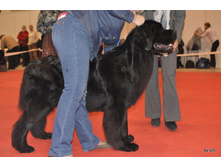 CACIB 25.11.12 074.jpg