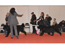 CACIB 25.11.12 076.jpg