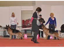 CACIB 25.11.12 081.jpg