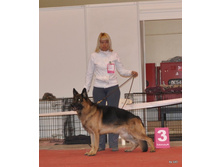 CACIB 25.11.12 083.jpg