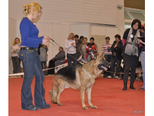CACIB 25.11.12 091.jpg