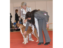 CACIB 25.11.12 094.jpg