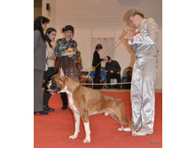 CACIB 25.11.12 098.jpg