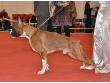 CACIB 25.11.12 099.jpg