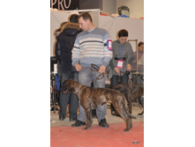 CACIB 25.11.12 100.jpg