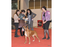 CACIB 25.11.12 104.jpg