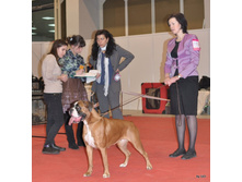 CACIB 25.11.12 105.jpg