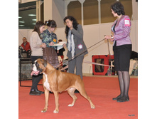 CACIB 25.11.12 106.jpg