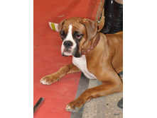 CACIB 25.11.12 107.jpg