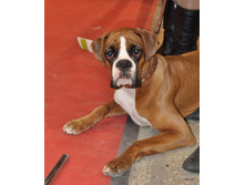 CACIB 25.11.12 108.jpg