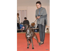 CACIB 25.11.12 110.jpg