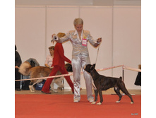 CACIB 25.11.12 114.jpg