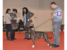 CACIB 25.11.12 115.jpg