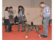 CACIB 25.11.12 116.jpg