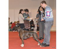CACIB 25.11.12 117.jpg