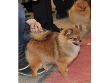 CACIB 25.11.12 123.jpg