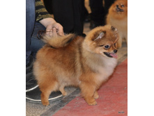 CACIB 25.11.12 124.jpg