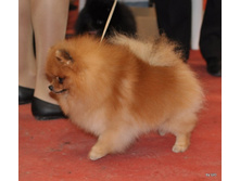 CACIB 25.11.12 125.jpg