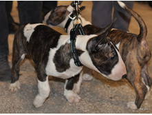 CACIB 25.11.12 126.jpg