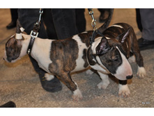 CACIB 25.11.12 127.jpg