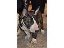 CACIB 25.11.12 128.jpg