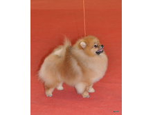 CACIB 25.11.12 130.jpg