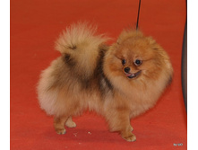 CACIB 25.11.12 136.jpg