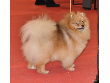 CACIB 25.11.12 137.jpg