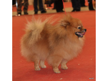 CACIB 25.11.12 139.jpg