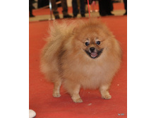 CACIB 25.11.12 140.jpg