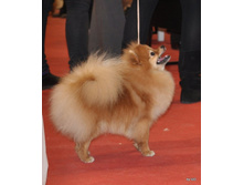 CACIB 25.11.12 145.jpg