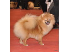 CACIB 25.11.12 146.jpg