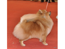 CACIB 25.11.12 148.jpg