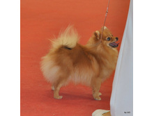 CACIB 25.11.12 150.jpg