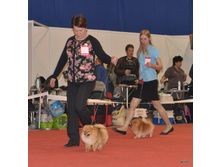 CACIB 25.11.12 152.jpg