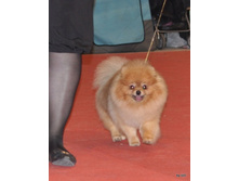 CACIB 25.11.12 153.jpg