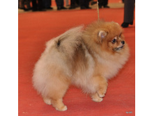 CACIB 25.11.12 154.jpg
