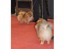 CACIB 25.11.12 156.jpg