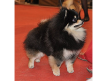 CACIB 25.11.12 158.jpg