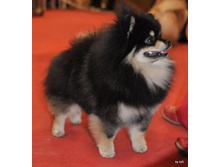 CACIB 25.11.12 159.jpg