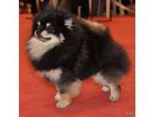 CACIB 25.11.12 160.jpg