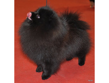 CACIB 25.11.12 167.jpg