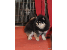 CACIB 25.11.12 168.jpg